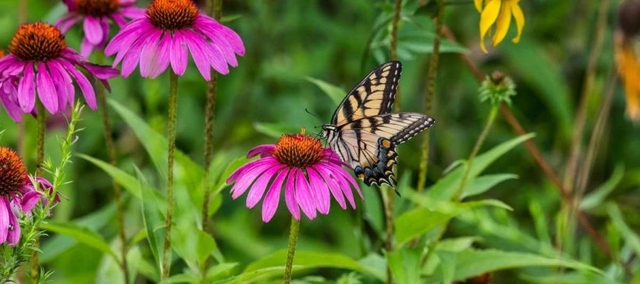Attirer les papillons au jardin