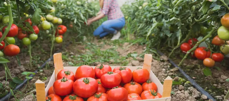 Cultiver des tomates sur un balcon