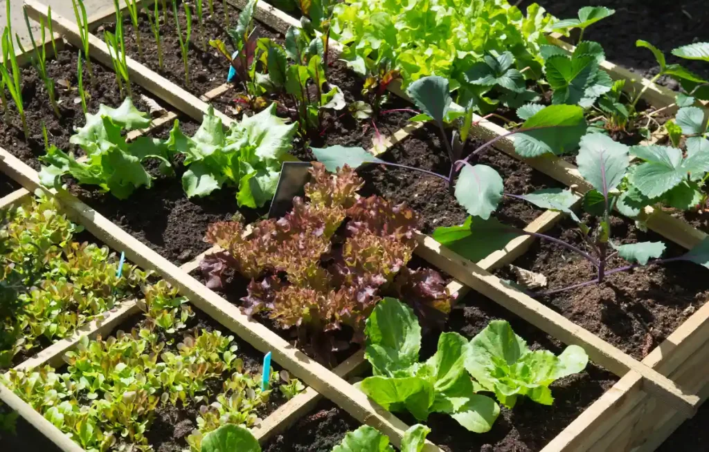 emplacement potager
