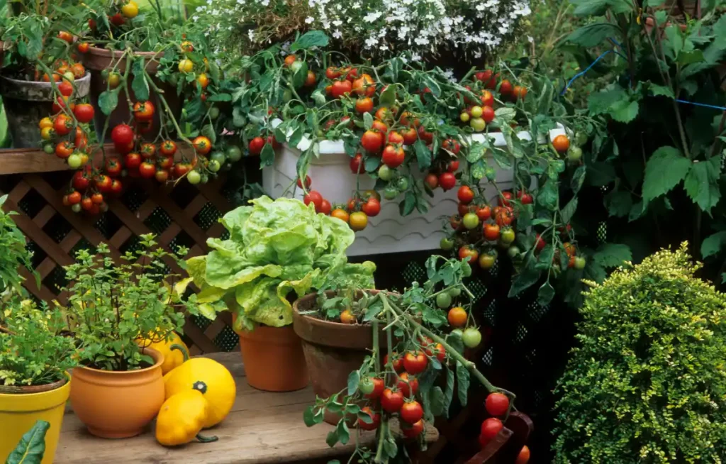 Jardin et tomates