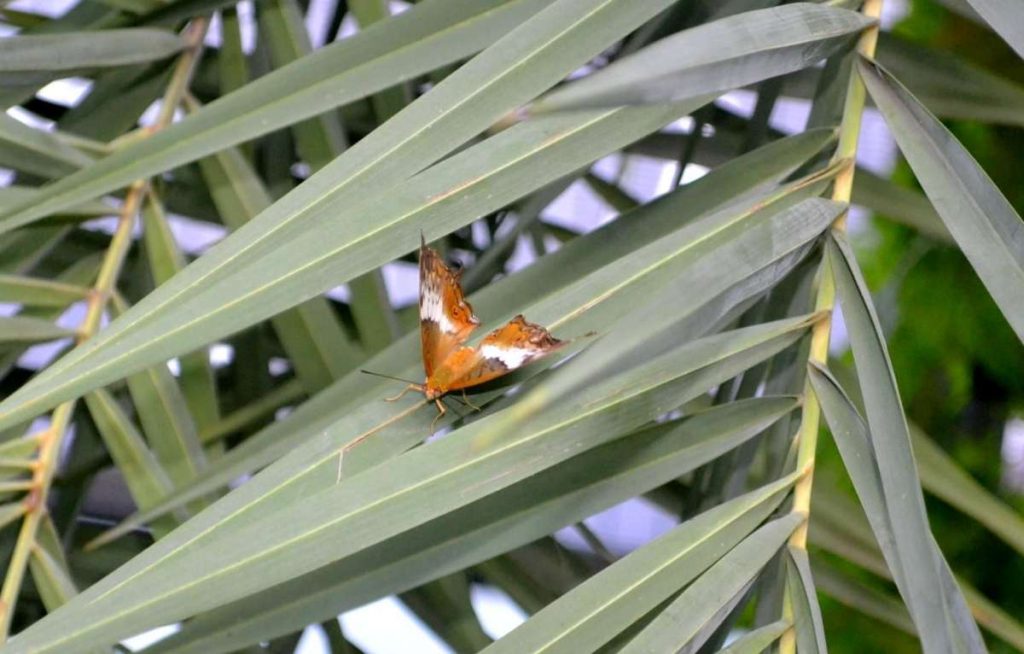 Plante hôte pour papillon dans un jardin